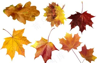 枫叶png免扣高清素材图片