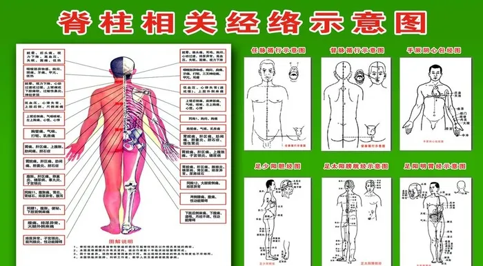 脊柱相关经络示意图图片(3402x1984)psd模版下载