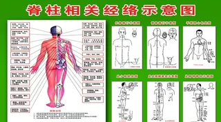 脊柱相关经络示意图图片