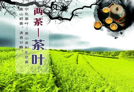 茶田图片