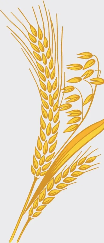 麦穗图片(439x951)psd模版下载