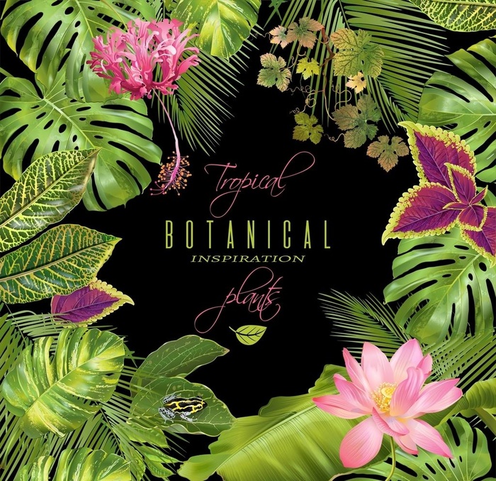 热带植物手绘图片