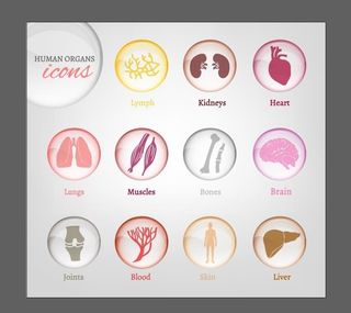 人体器官图标图片