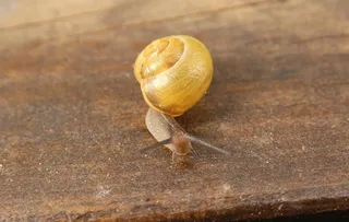 蜗牛图片