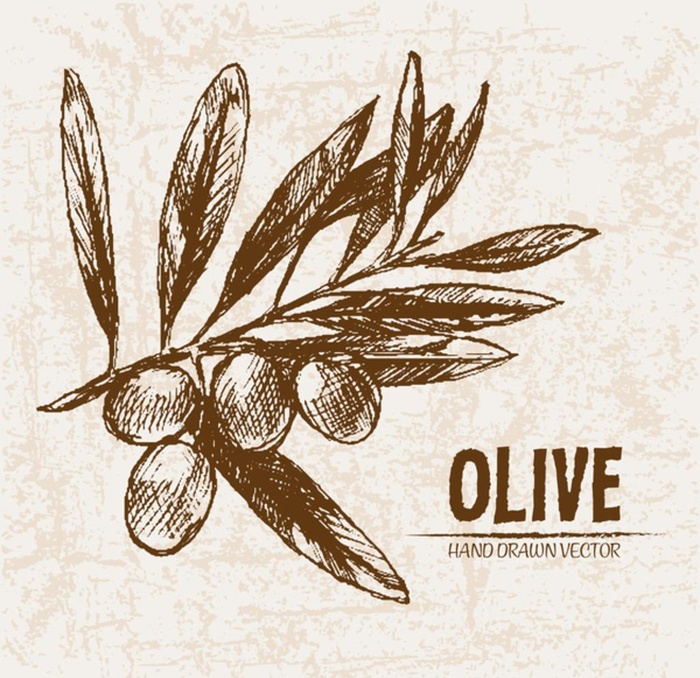 手绘橄榄油图片