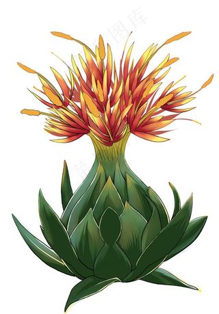 藏红花    番红花  中药材图片