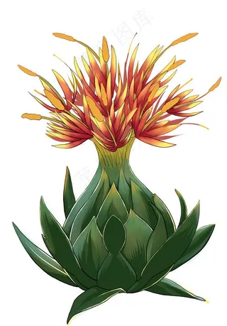 藏红花    番红花  中药材图片