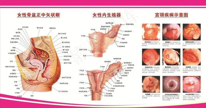 妇科图解图片cdr矢量模版下载