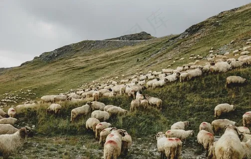 羊              图片 羊              图片
