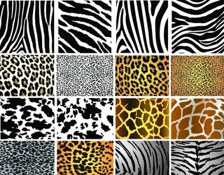 动物皮纹图片