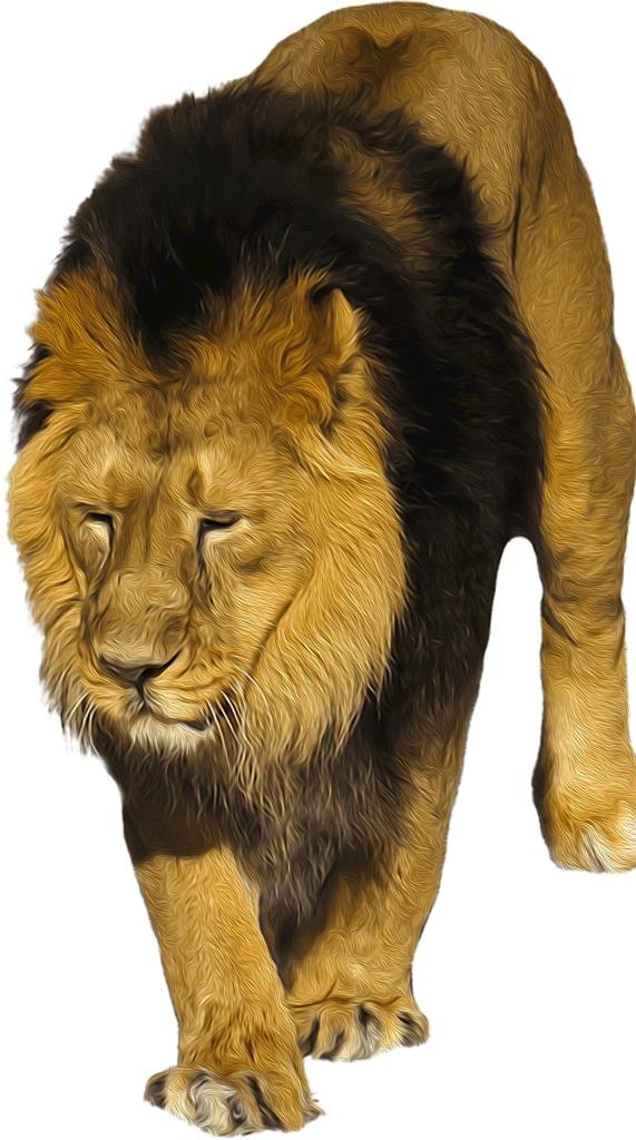 狮子免抠图片