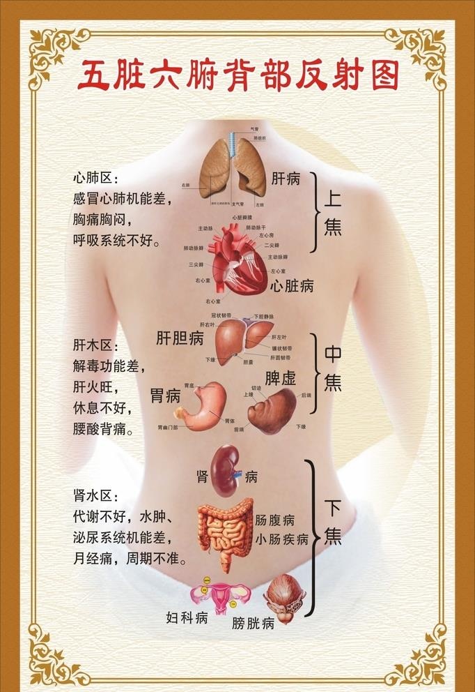 五脏六腑背部反射图图片