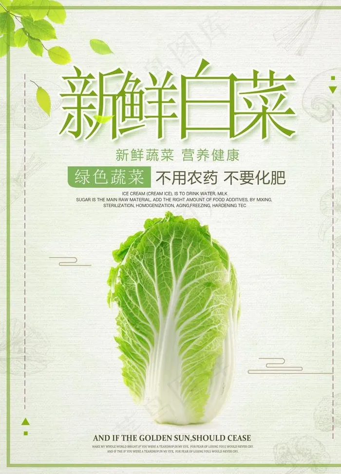 新鲜白菜图片