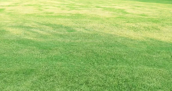 草地背景图片 草地背景图片