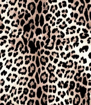 豹纹 大牌 图片