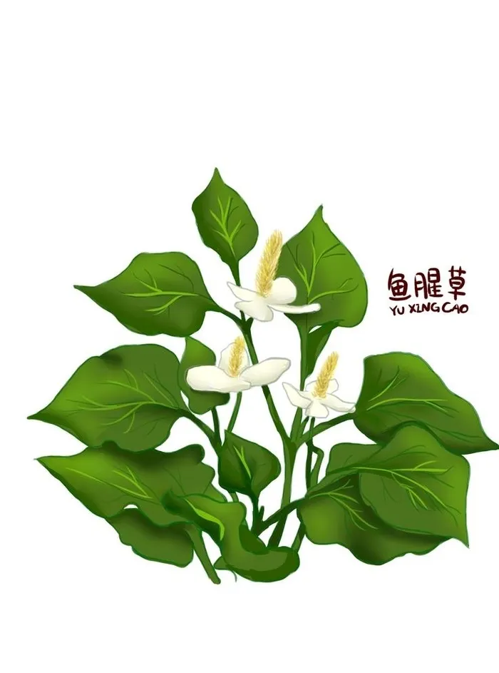 鱼腥草手绘植物中医中药高清抠图图片cdr矢量模版下载