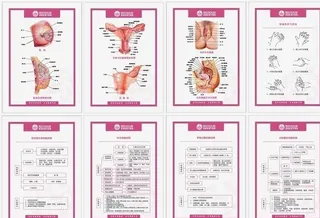 妇科器官解剖图 抢救流程图片