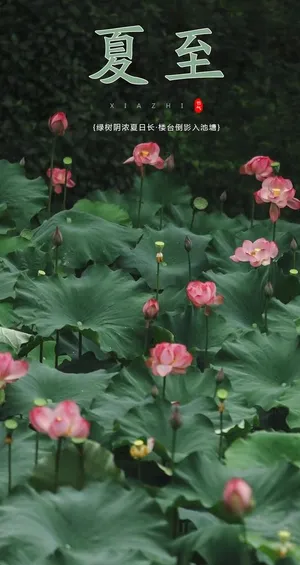 夏至图片