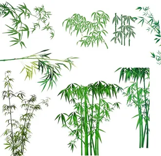 竹子图片