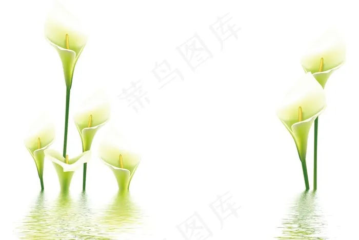百合花图片