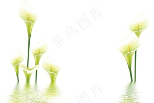 百合花图片