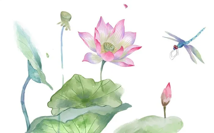 荷花图片(2484x1620)psd模版下载