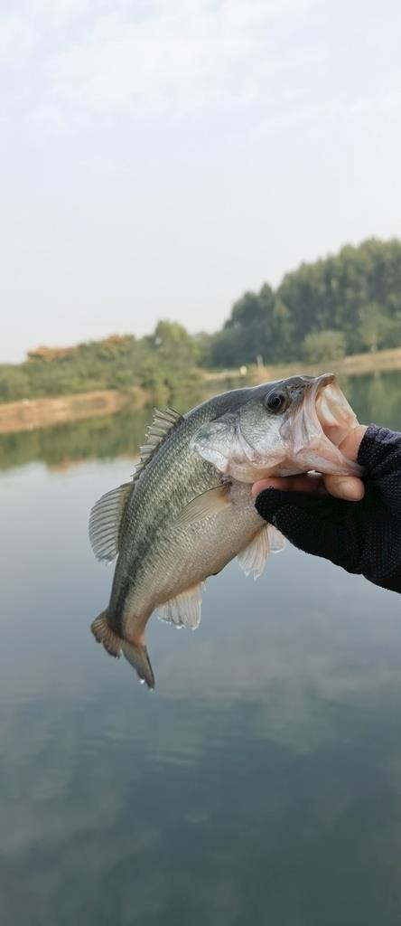 鲈鱼图片