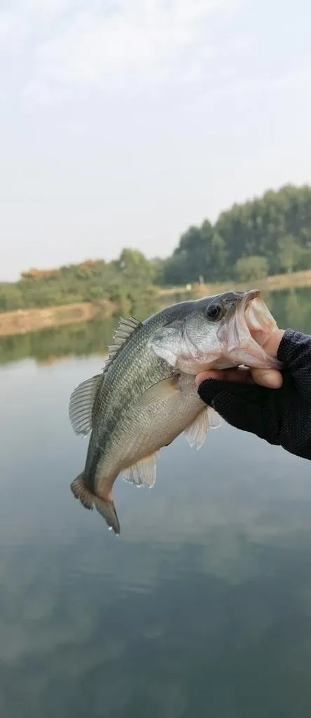 鲈鱼图片