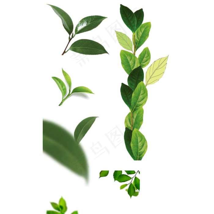 树叶图片