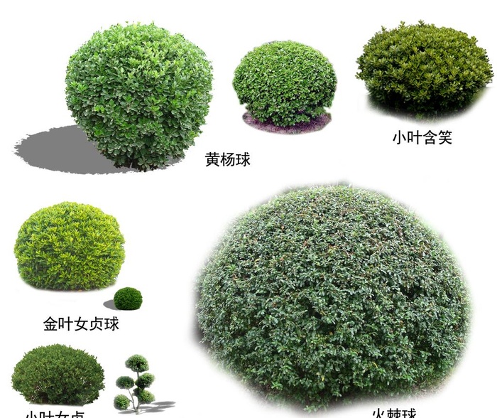 灌木图片