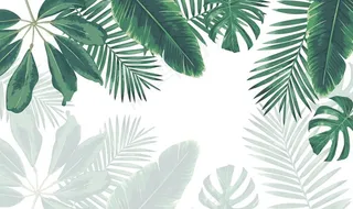 芭蕉叶背景图片