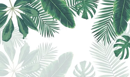 芭蕉叶背景图片 芭蕉叶背景图片