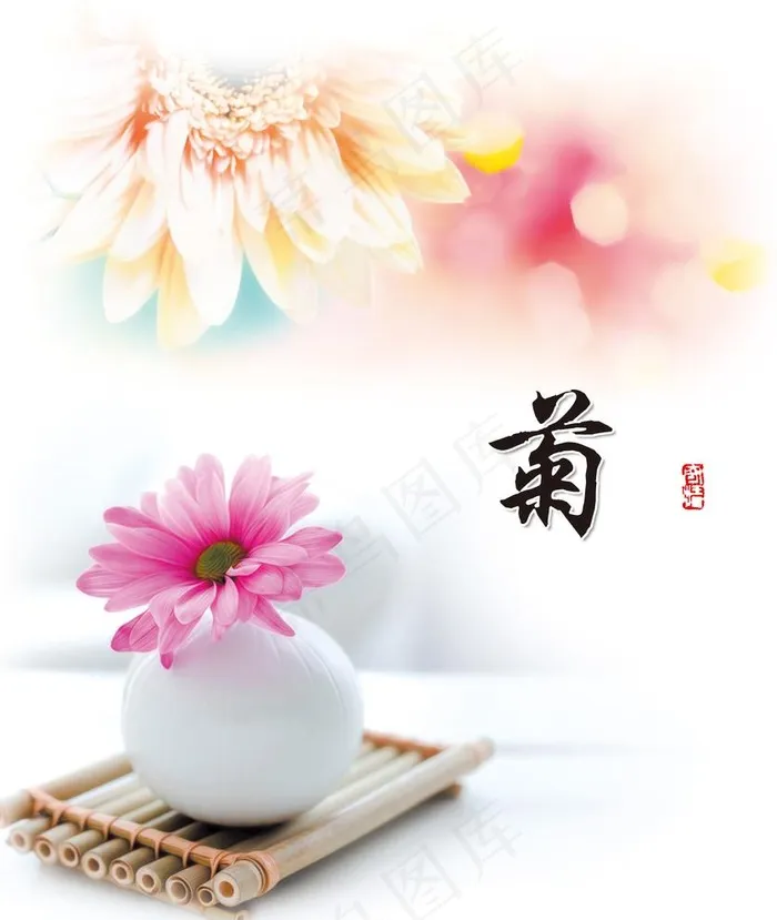 菊花图片