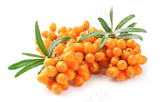 沙棘静物图片