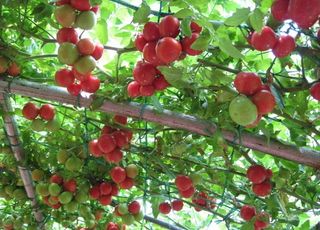 寿光蔬菜博览会图片