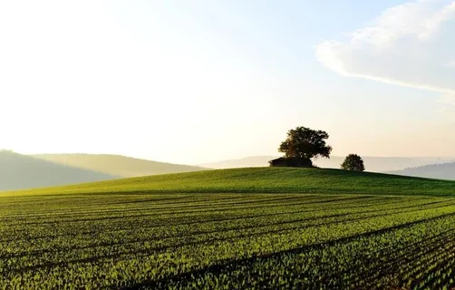绿色耕地图片