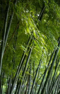 竹林图片 竹林图片