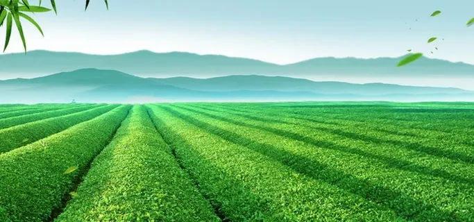 茶叶背景图片 茶叶背景图片