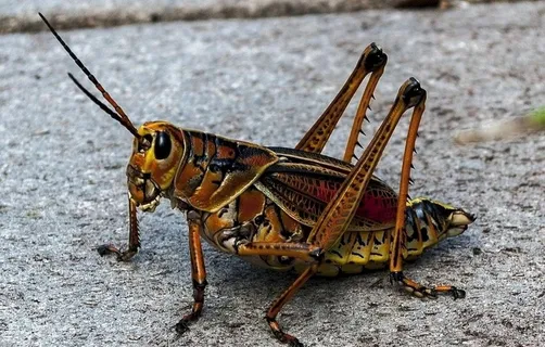 蟋蟀图片 蟋蟀图片