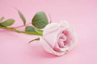 粉色玫瑰花特写图片