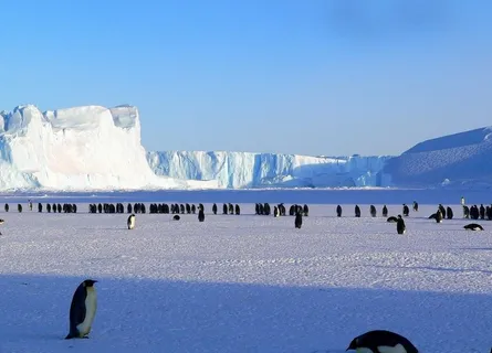 南极企鹅图片