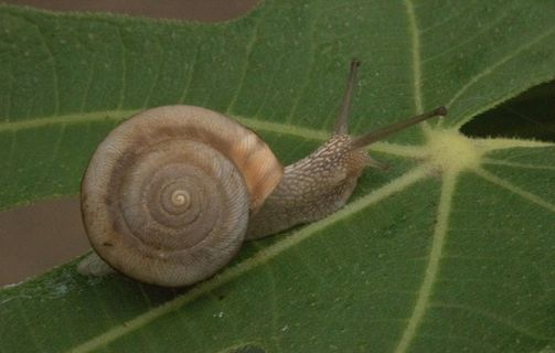 蜗牛图片