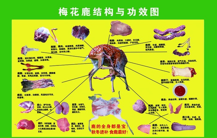 梅花鹿结构与功效图图片