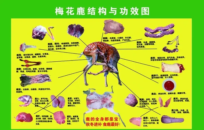 梅花鹿结构与功效图图片(10800x7200)psd模版下载