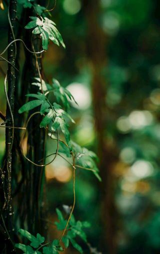 户外森林树木绿叶图片