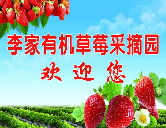 草莓采摘园图片
