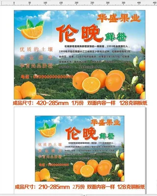 脐橙 橙子采摘 果园采摘园图片