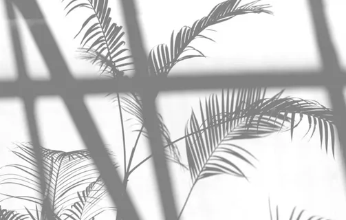 植物光影图片 植物光影图片
