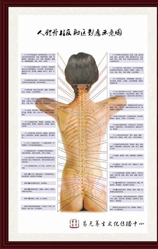 人体脊柱对应反射区挂图图片