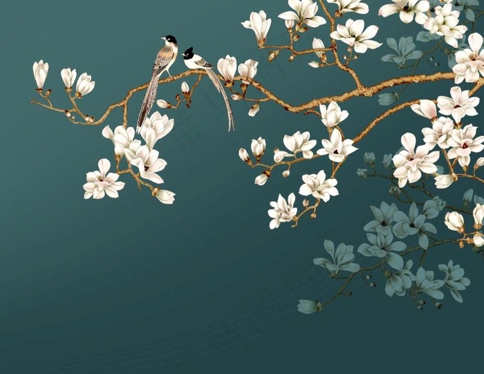 玉兰花 图片